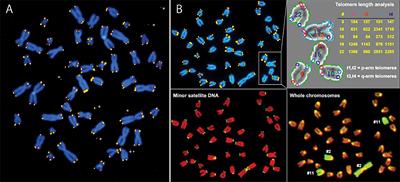 Telomere Length Regulation